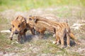 Wild piglets fighting