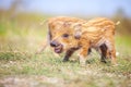 Wild piglets on summer day