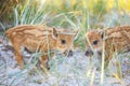 Wild piglets on a summer day.