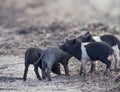 Wild piglets in wetlands