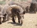 Wild pigs Royalty Free Stock Photo