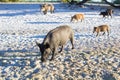 Family of wild pigs walking on sea beach coastal sands Royalty Free Stock Photo