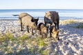 Wild pigs and two piglets on sea beach sands