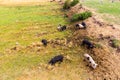 Wild pigs graze eating the grass on nature