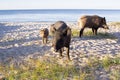 Wild pigs group walk on sea coastal sands Royalty Free Stock Photo