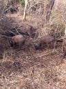 Wild pigs in Jungle safari in Bandipura Karnataka India