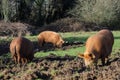 Wild Pigs foraging