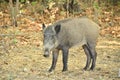 Wild Pigs in Menderes DeltasÃÂ± Milli ParkÃÂ± Turkey