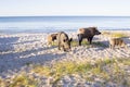 Wild pigs and piglets walk on sea beach sands Royalty Free Stock Photo