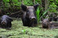 Wild Pigs in a Swamp Royalty Free Stock Photo