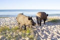 Wild pigs walk away on sea beach sands Royalty Free Stock Photo