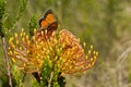 Wild pincushion with a butterfly sucking pollen