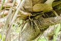 Wild Pine Roots Close-up