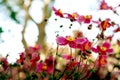 Wild Pink Anemone Flowers