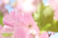 Wild pink azalea flowers aganist the light Royalty Free Stock Photo