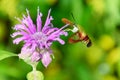 Hummingbird moth and bee baum flower