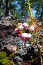 Wild pink berries of Pernettya mucronata or Prickly Heath evergreen shrub