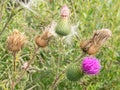 Wild pink burdock blooms on blurred natural background Royalty Free Stock Photo