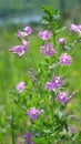 Vertical, wild pink carnations in a field in the wind. closeup