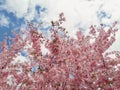 Wild pink cherry tree blooming over sky background. Spring flowers, cluster blossoms on the branch in the park Royalty Free Stock Photo