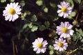 Wild pink chrysanthemum flowers in autumn on green background Royalty Free Stock Photo