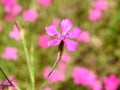 Wild pink clove in meadow, Lithuania