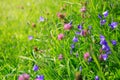 Wild flowers field and sunlight. Royalty Free Stock Photo