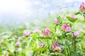 Wild pink clover Trifolium pratense against a blue sky with sunbeams. Summer background with wildflowers Royalty Free Stock Photo