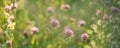 Wild pink clover Trifolium pratense on sunny beautiful nature spring background Royalty Free Stock Photo