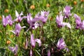 Wild, Pink Cyclamens in a Meadow Royalty Free Stock Photo