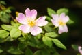 Wild Pink Eglantine