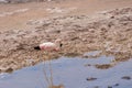 Wild Pink Flamingo Atacama Desert Chile Royalty Free Stock Photo