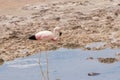 Wild Pink Flamingo Atacama Desert Chile Royalty Free Stock Photo