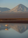 Wild pink flamingo.