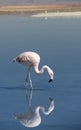 Wild pink flamingo.