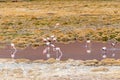 Wild Pink Flamingos Atacama Desert Chile Royalty Free Stock Photo