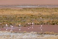 Wild Pink Flamingos Atacama Desert Chile