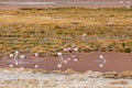 Wild Pink Flamingos Atacama Desert Chile Royalty Free Stock Photo