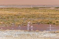 Wild Pink Flamingos Atacama Desert Chile Royalty Free Stock Photo