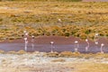 Wild Pink Flamingos Atacama Desert Chile Royalty Free Stock Photo