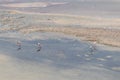 Wild Pink Flamingos Atacama Desert Chile Royalty Free Stock Photo