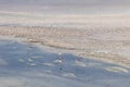 Wild Pink Flamingos Atacama Desert Chile