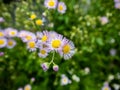 Wild pink fleabane flowers in bloom