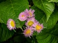 Wild pink fleabane flowers 2