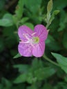 Wild pink flower close green