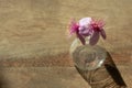 Wild pink flower in glass vase on wood floor background Royalty Free Stock Photo