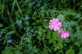 Wild pink flower on green background