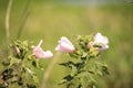 Wild pink flower on Mountain Hollyhock Kankakee Mallow Iliamna rivularis Royalty Free Stock Photo