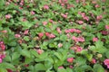 Wild Pink Flowering Strawberry in a garden