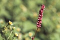 Wild pink flowers in autumn on green background Royalty Free Stock Photo